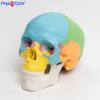 Modelo de Cráneo Mini de Colores Desmontable 3 Partes Referencia de Arte Oral Cabeza de Calavera Escultura Desmontable Boceto