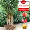 Dropshipping Mudas de frutas de pessegueiro enxertadas Mudas de pêssego amarelo brilhante Pêssego sanguíneo Pêssego preto Plantio de pêssego plano no norte e no sul