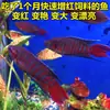 Pez Luchador de Siam fácil de criar Pez Gourami Gigante pez ornamental pez de agua fría alevines cambiar agua no necesita fuego australiano otro