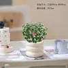 Plantas Atractoras de Fortuna, Árbol del Dinero, Suculentas Difíciles de Matar, Plantas Verdes para Escritorio de Oficina, Macetas