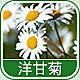 3746 - 洋甘菊香精