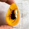 Colgante de Ámbar con Espécimen de Insecto Real Ámbar Insecto Gota de Agua con Forma de Insecto Escorpión Mariposa Abeja Flor Ámbar Transmisión en Vivo Venta al por Mayor