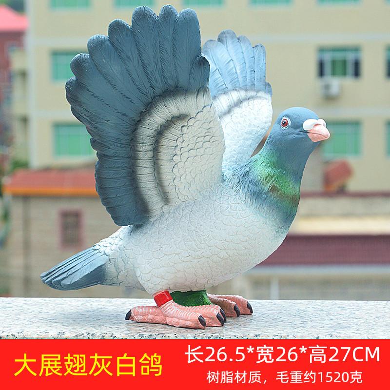 大展翅灰白鸽
