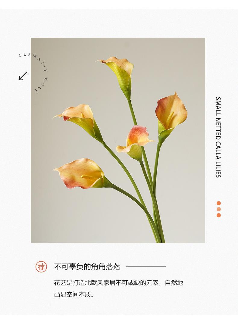 小号网纹马蹄莲_02.jpg