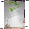 Bonsái Estilo Zen con Tocón Viejo Huangjing para Decoración de Dormitorio Interior, No Incluye Maceta