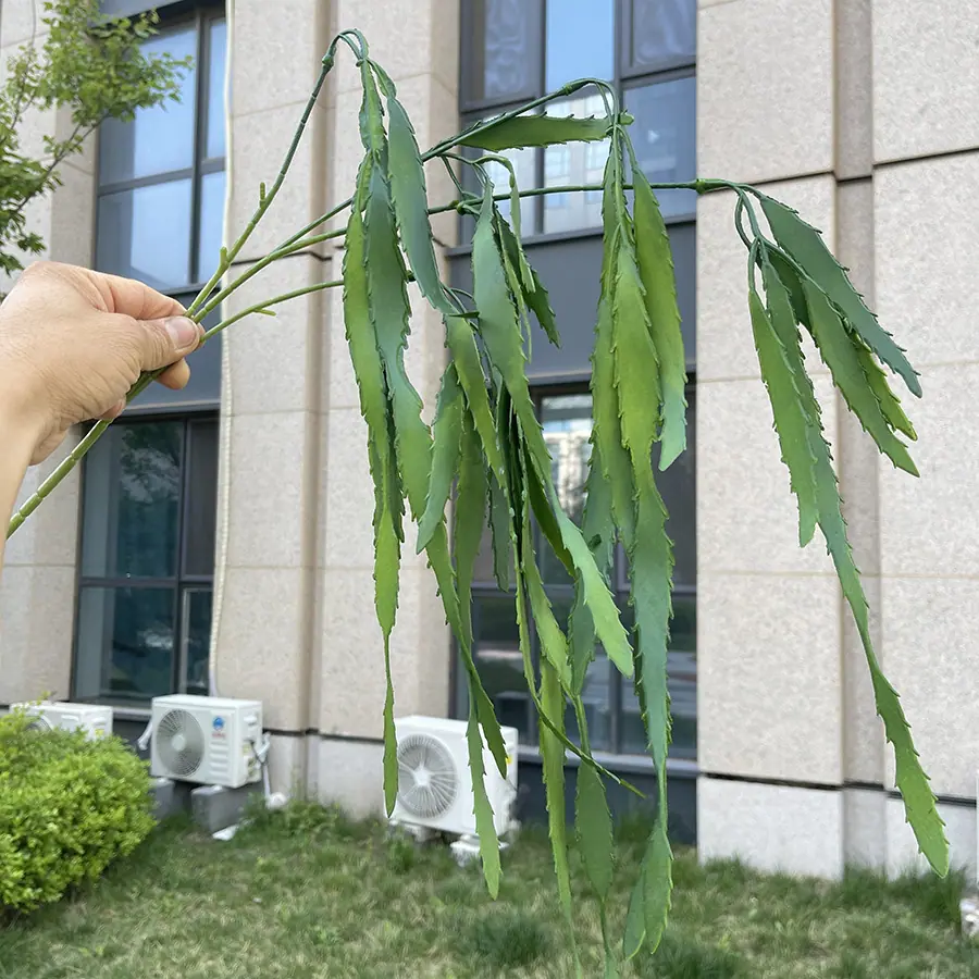 4叉心运垂吊豆角-绿色.JPG
