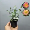 Rosa Japonesa com Botões Planta Verde Envasada para Floração o Ano Todo em Peitoril de Janela ou Varanda