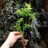 Aquário verde paisagismo original ecológico hidropônico baía de água planta verde interna aquática 1 planta planta pessoa preguiçosa toco velho água e terra