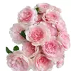 Plántulas de Flor Rosa Reina Sueca Maceta Balcón Patio Todo el Año Flores Extra Grandes Plantas de Flor Fragante Plántulas de Rosa