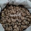 Fritillaria de Zhejiang 1000g Hua Mei Medicina Tradicional China Venta al por Mayor Suministro al Contado Fritillaria de Zhejiang