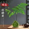 Bola de Musgo de Helecho de Fósforo Rojo Planta Hidropónica Helecho de una Hoja Interior Tolerante a la Sombra Nuevo Paisaje de Maceta Zen China Planta de Hoja Verde