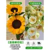 Flores Que Florescem por Muito Tempo e São Fáceis de Cultivar, Lírios, Sino dos Ventos, Flores de Corte Frescas, Plantas Hidropônicas de Cabelo Reto de Yunnan, Rosas, Arranjos de Flores de Interior