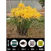 Bulbos de lirio de los valles, Plantas de amarilis en maceta, Semillas de licina, bulbos grandes, flores de balcón, florecen en todas las estaciones