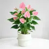 Planta en Maceta de Anturio con Flores, Planta de Interior para Escritorio de Oficina, Planta Verde para Sala de Estar, Purifica el Aire, Bonsái Fácil de Mantener