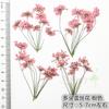 Flor de Encaje de Múltiples Cabezas con Ramas Flor de Cuentas de Nieve Espécimen de Planta de Flor Seca Marcapáginas en Relieve Hoja Real Flor Real Pegatina de Hoja