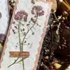 Flores reales flores prensadas tarjetas de felicitación de flores prensadas con tema de bosque, tarjetas de votos, tarjetas, regalos florales, marcapáginas, tarjetas de presentación, tarjetas de invitación y artículos decorativos