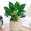Cesta de Rábano Verde en Maceta Diamante Dorado Planta de Interior Florales Plantas Verdes Hidropónicas Sala de Estar Fácil de Cultivar Suculenta Casa Nueva Absorbe y Elimina Formaldehído