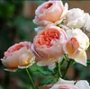 Mudas de Roseira Trepadeira, Variedades Fragrantes de Flores Grandes, Florescem Continuamente em Todas as Estações, Adequadas para Treliças e Plantio em Jardim, Plantas de Vaso
