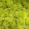 Yongsheng musgo de rena atacado direto da fábrica feito à mão diy decoração de casa presente confecção de flores cobertura de vidro