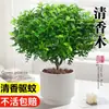 Madera Aromática Maceta Tocón Viejo de Pimienta Plantones Repelente de Mosquitos e Insectos para Interiores Planta de Escritorio Perenne Planta Verde para Todas las Estaciones