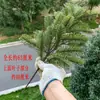 Ramas de Abeto Falso Abeto Rojo Abeto Pino Navideño Ramas de Pino Torre de Telecomunicaciones de Ingeniería Decoración Agujas de Pino Hojas de Ciprés