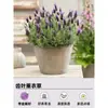 Plantas de Lavanda en Maceta con Flores, Plantas Repelentes de Mosquitos, Adecuadas para Plantar al Aire Libre en Verano, Florecen en Todas las Estaciones, Flores Fáciles de Cultivar, Hierbas Populares y Plantas Verdes