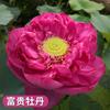 Loto Ornamental en Maceta Acuicultura Loto Comestible Plántulas Semillas de Lirio de Agua Nenúfares Semillas de Flores Plantas de Estanque Hidropónicas