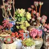 Base de planta suculenta autoproducida y autovendida al por mayor suculentas pequeñas combinación de flores plantas en maceta plantas carnosas Lithops Haworthia