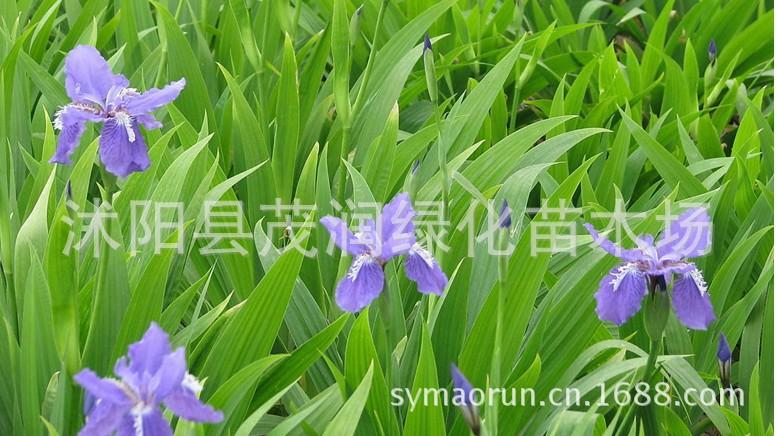 草莓003