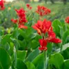 Los bulbos de planta de Canna son fáciles de cultivar, Flores hidropónicas, Plantas en maceta para jardines exteriores, Plantas verdes, Plantas de suelo, Plántulas de flores, Rizomas perennes