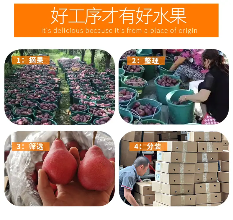【严选】陕西红啤梨 一件代发5/9斤应季考密斯红梨西洋梨新鲜水果详情图5