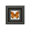 Mariposa Verde - Especímenes de Mariposas, Mariposas Reales, Diversas Especies de Mariposas de Alas Extendidas, Mariposas Originales para Enseñanza, Regalo para Amigos, Regalo de Cumpleaños con un Toque de Lujo