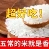 Wuchang Daohuaxiang Arroz de Grano Largo Aromático jinjinjin Venta Directa de Fábrica Arroz al por Mayor