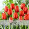 Bulbos de Tulipán al por Mayor en Stock, Variedad de un Solo Pétalo, 1 Bulbo por Paquete, Bulbos de 5 Grados, Plantas de Flor de Interior en Maceta, Florece Todo el Año, Fácil de Cuidar