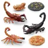 Conjunto de 8 Peças de Figuras do Ciclo de Vida do Escorpião Modelos Realistas de PVC de Escorpião Pupa de Escorpião e Ovos de Escorpião Brinquedos Educacionais para Crianças Crescimento de Insetos Sta
