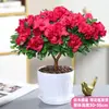 Azalea Planta con Maceta Flor de Interior con Capullos Tronco Grande Viejo Florece Cuatro Estaciones Brote Fácil de Cuidar Fácil de Mantener Planta Verde