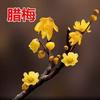 Jardín de Flores para Dropshipping, Wintersweet, Ciruela Roja, Ciruela Negra, Ciruela Verde, Ciruela Blanca, Brote de Wintersweet Corazón Liso, Maceta de Flor de Ciruelo