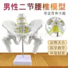 Modelo de Pelvis con Dos Modelos de Columna Lumbar Modelo de Pelvis Modelo de Esqueleto Humano Fémur Disco Intervertebral Lumbar
