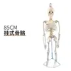 Modelo de Esqueleto Humano de 85cm Esqueleto Adulto de Corpo Inteiro de 170cm Modelo Humano Esqueleto Pequeno Modelo de Coluna Vertebral para Ensino