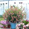 Las plántulas de Hibisco Pequeño en Maceta Dama Elegante son Perennes de Hoja Perenne y Fáciles de Cultivar y Florecen Continuamente en el Patio