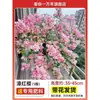 Nuevo producto: Planta de Cattleya en maceta con capullos, planta de flor de interior para balcón, planta grande madura, florece todo el año