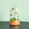 Cristal natural original con cubierta de vidrio, micropaisaje, árbol de cristal, regalo científico popular para niños, adornos de decoración para el hogar.