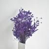 Color viento natural pasto estrella pasto cristal flores secas diy gypsophila decoración interior ramo de flores secas fábrica mayoreo
