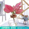 Planta em Vaso Vermelho Geely, Planta Verde Ruyi Rainha Elefante Branco Hidropônica, Planta de Folha Decorativa para Mesa de Escritório, Flor Fácil de Cuidar
