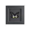 Espécime de Borboleta Real Conjunto de Presente Borboleta Rosa Pintada Premium para Mulheres, Decoração 3D, Presente para Amigos, Material de Ensino, Porta-Retrato