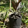Suministro spot de fabricantes bolsas de plantación negras no tejidas de gran capacidad bolsas para plantar árboles