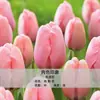 Bulbos de Tulipa para Venda no Atacado, Variedade de Pétala Simples, 1 Bulbo por Pacote, Bulbos de 5 Graus, Plantas de Flores de Interior em Vasos, Floresce o Ano Todo, Fácil de Cuidar