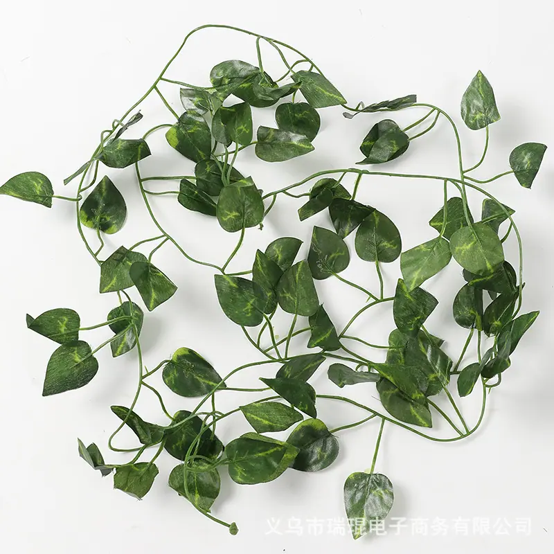 02绿萝三角叶.JPG