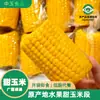 Maíz Dulce Comestible Emblemático de Guangxi, Caja Completa, Maíz de Fruta Fresca Listo para Comer, Maíz para Desayuno, Suministro al Por Mayor