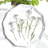 Bolsa de Flores Secas en Relieve Xiangxueqiu Funda para Teléfono Móvil Hecha a Mano con Gota de Pegamento Marco de Fotos Lámpara de Mesa Vela de Flores Bafle de Pared Decorativo Material